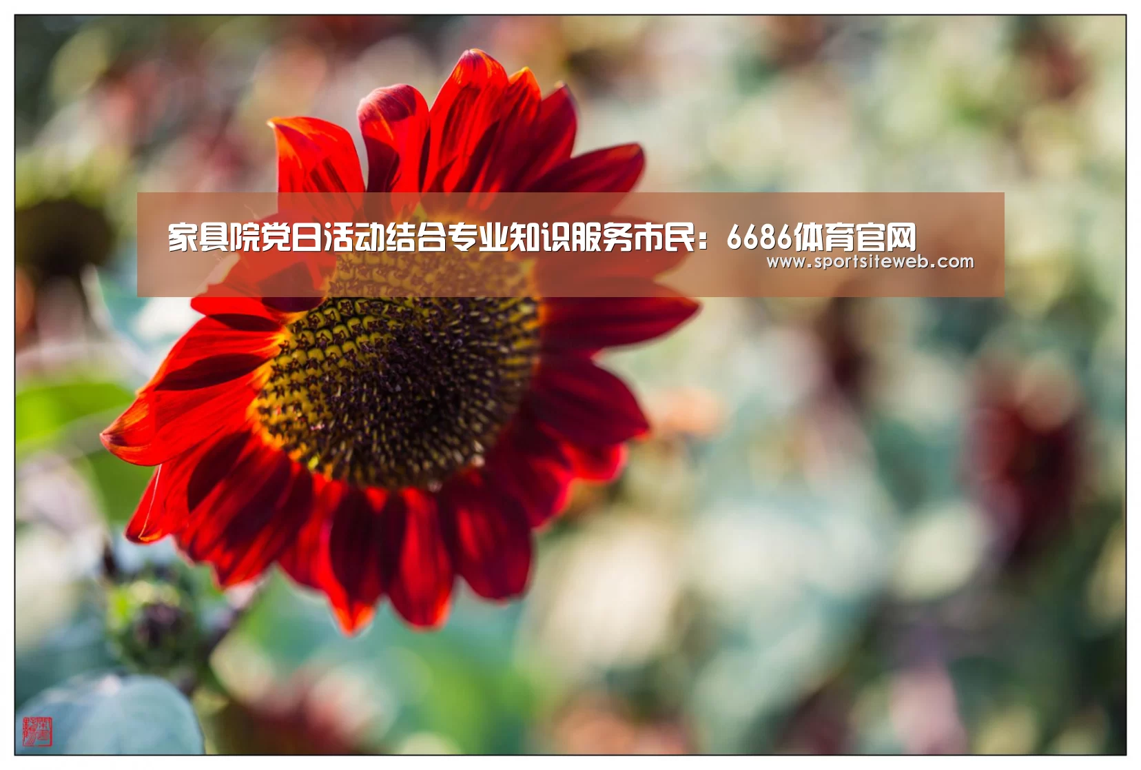 6686体育直播